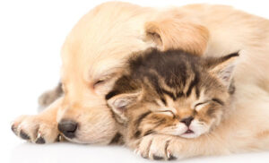 pup-en-kitten